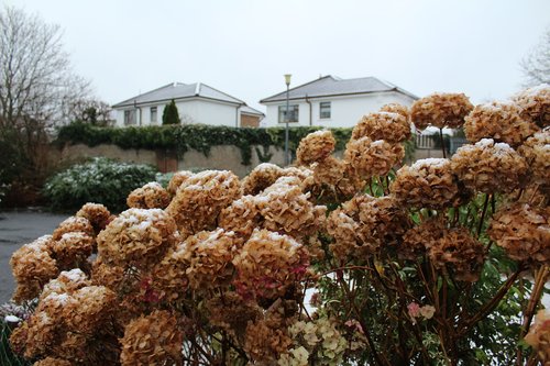 plants  outdoor  winter