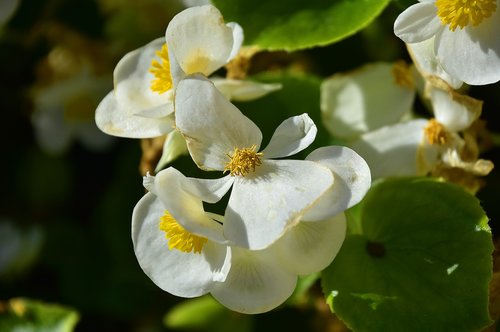 plants  flower  garden