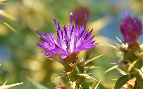 plants  flower  garden