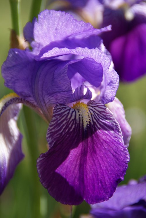 plants  lilies  flower