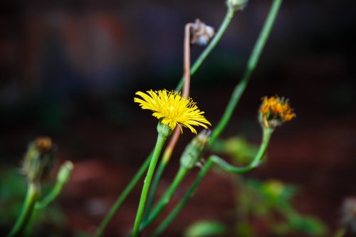 plants  nature  flower