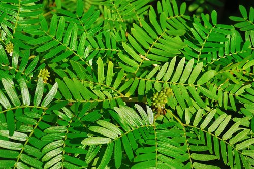 plants  leaf  green
