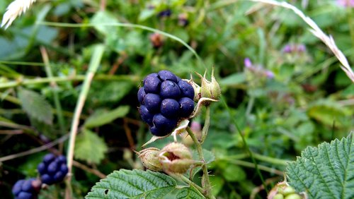 plants  blackberry  macro