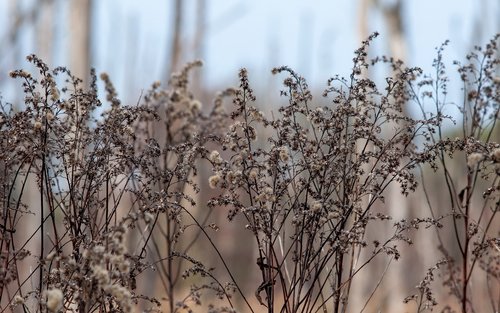 plants  autumn  dry