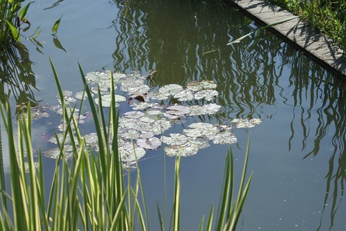 plants  water  pond