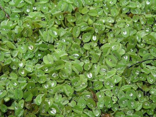 plants leaves ground cover