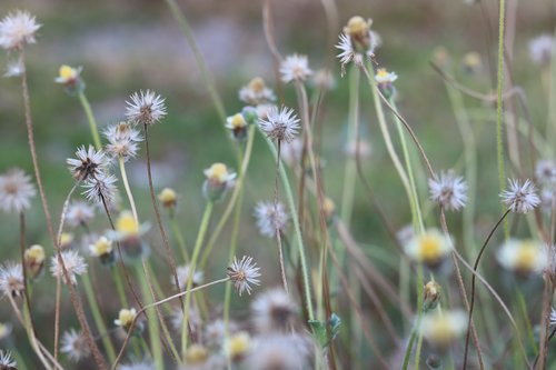 plants  nature  sky