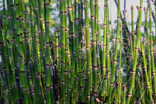 plants flora scouring