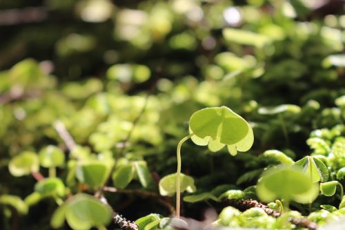 plants ferns forest