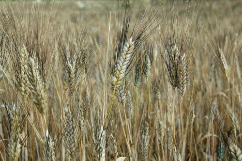 plants cereals agriculture