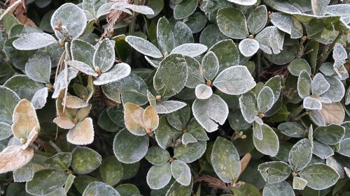 plants winter snow flower