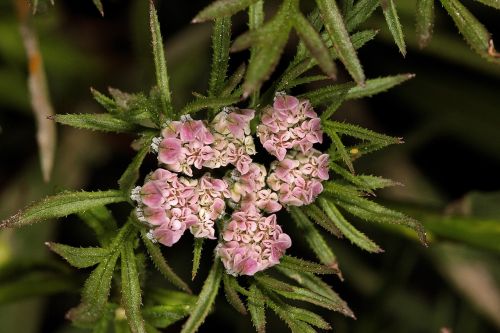 plants garden wildflowers