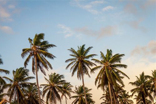 plants palm trees