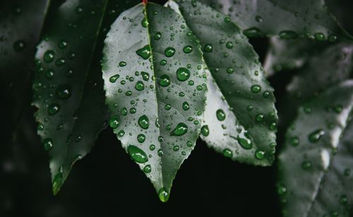 plants leaves leaf