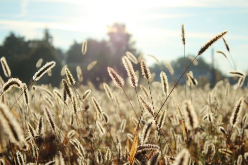 plants field sunshine