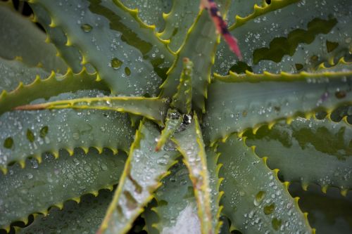 plants leaf nature