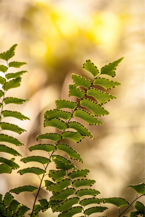 plants leaves fern