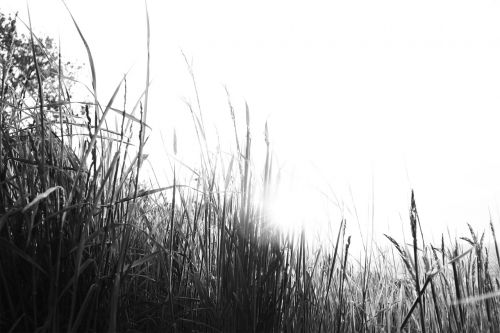 plants crops field