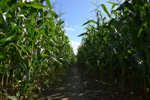 plants cornfield agriculture