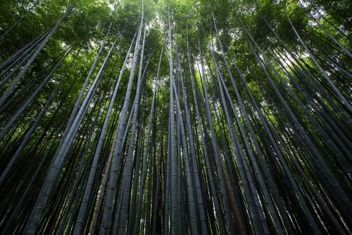 plants trees bamboo