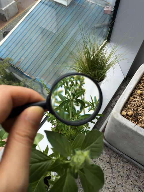 plants magnifying glass zoom