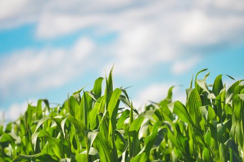 plants crops maize