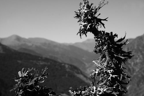 plants mountain summit
