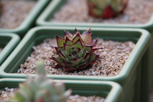 a fleshy plant fleshy in this cactus