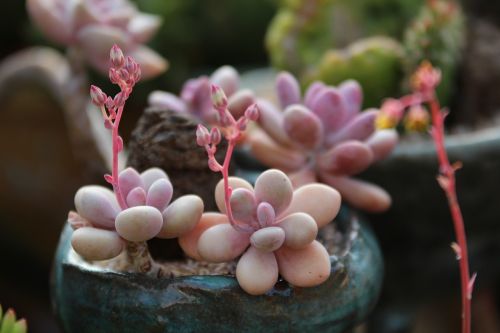 a fleshy plant fleshy in this cactus