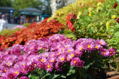 plants nature flowers