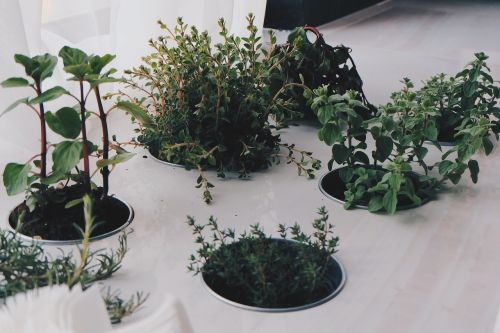 plants herbs natural