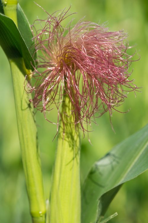 plants corn on the cob hair