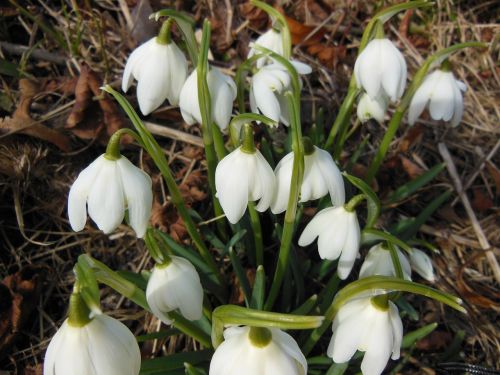 plants flowers early spring