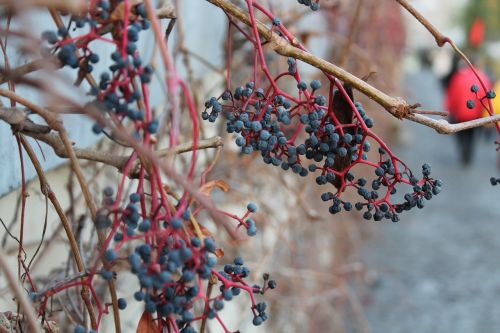 plants nature autumn