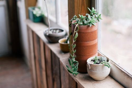 plants pots window