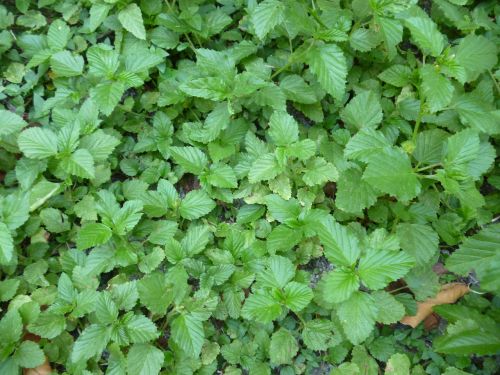 plants green leaves