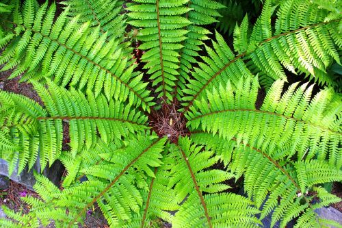 plants wood pool