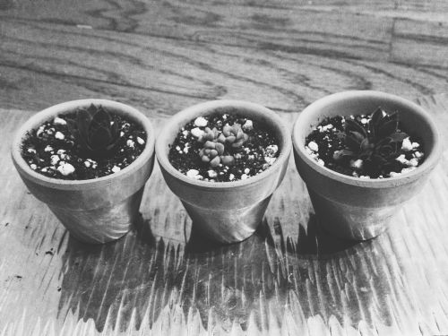 plants pots gardening