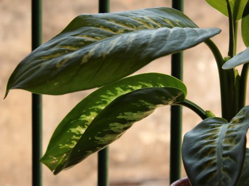 plant leaves aningapara