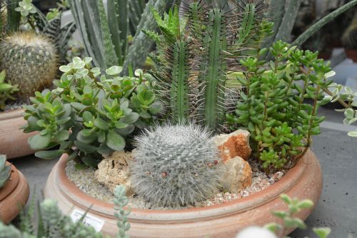 plants fat cactus pot