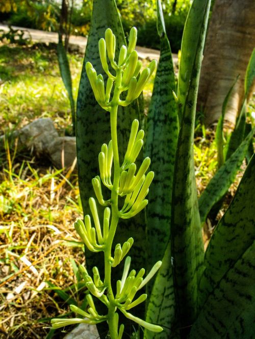 plants flower plant green