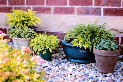 plants in pots summer green