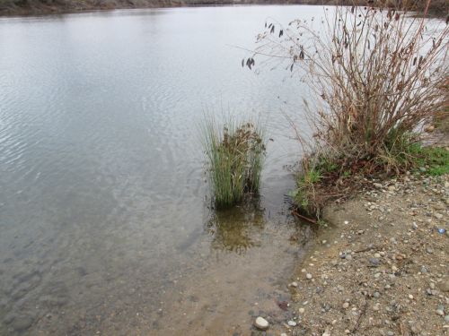 Plants In Water 1