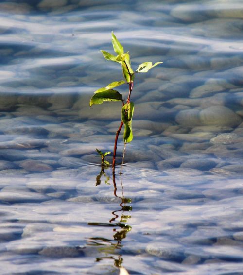 plants shoot nature lake