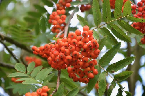 plants with berries decorative shrub red ball nature