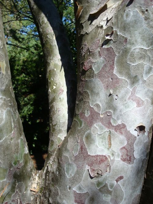 platane tree bark