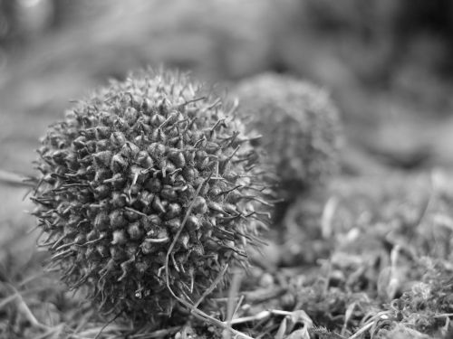 Plane Tree Fruit