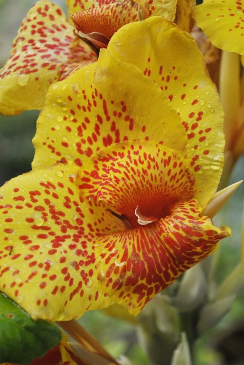platanillo flower yellow