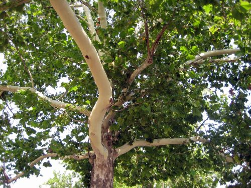 platanus tree nature