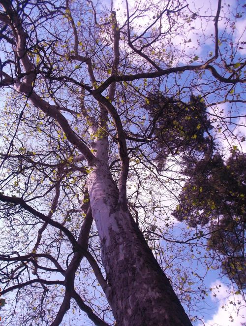 platanus tree konary